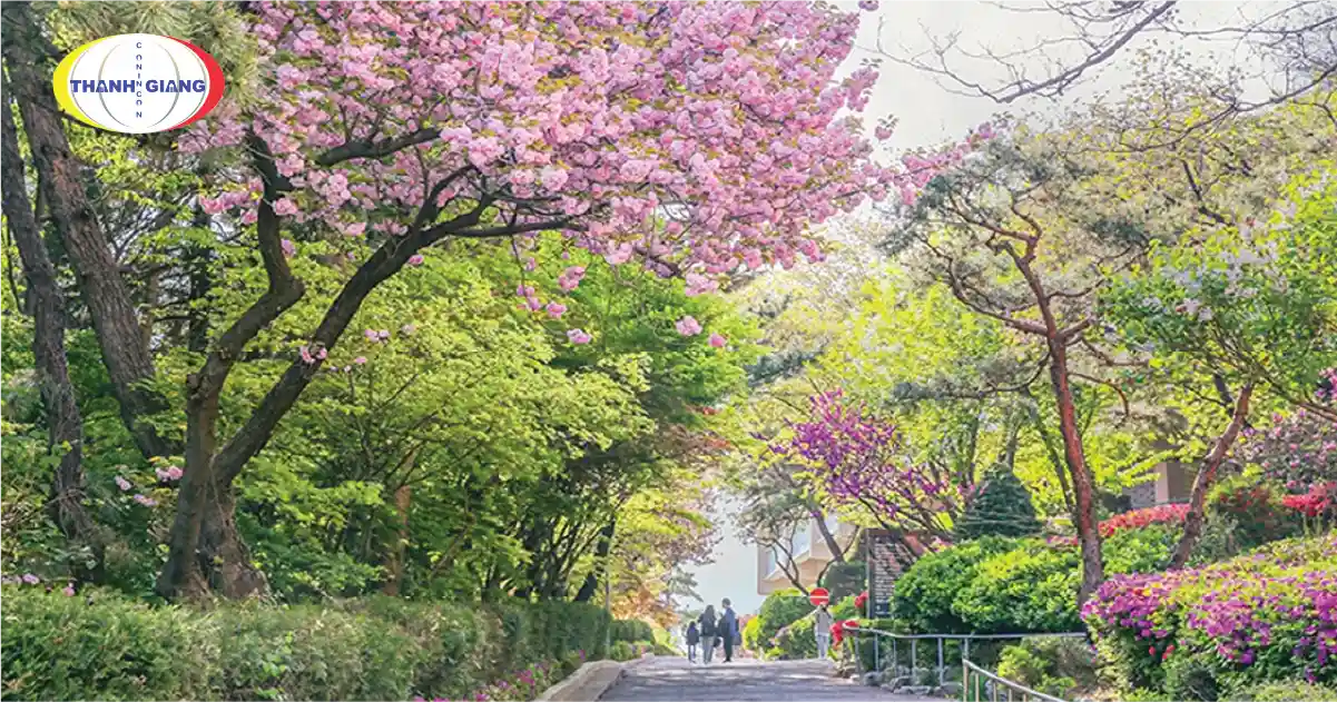 Thủ tục du học Hàn Quốc